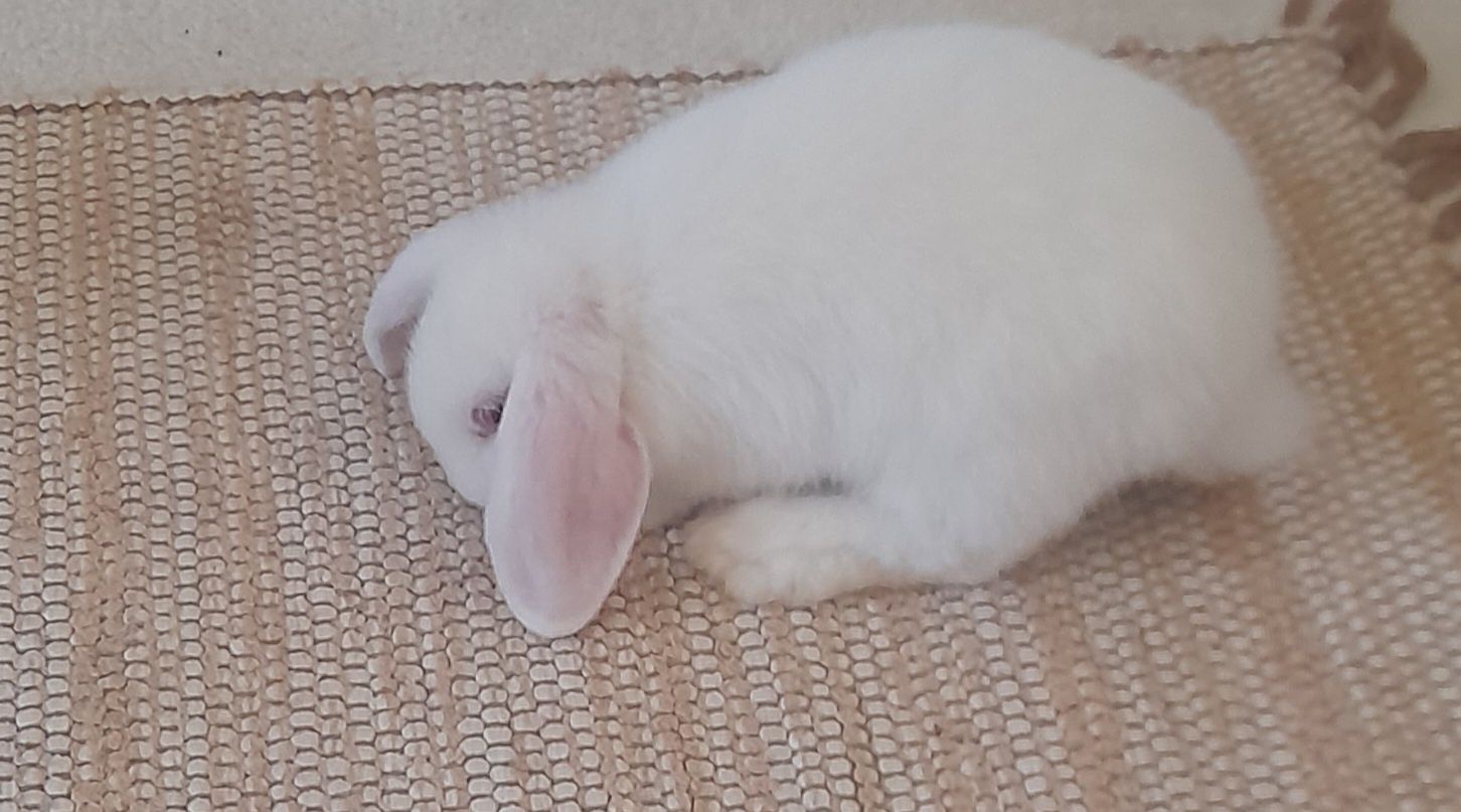 Coelhinho branco anão de orelhas compridas