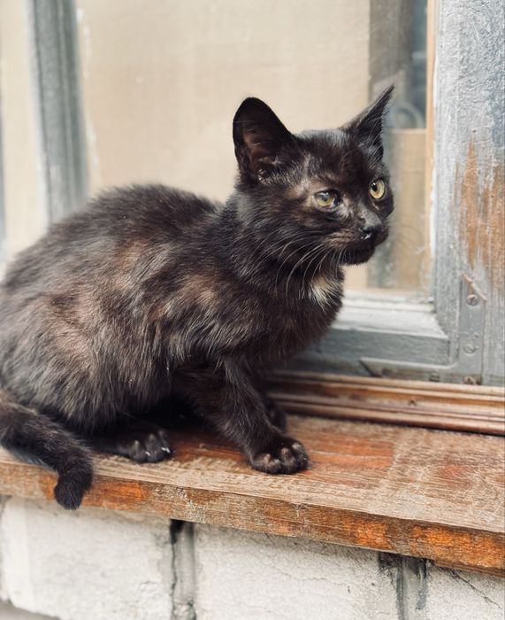 Чорне кошеня маленьке кошеня