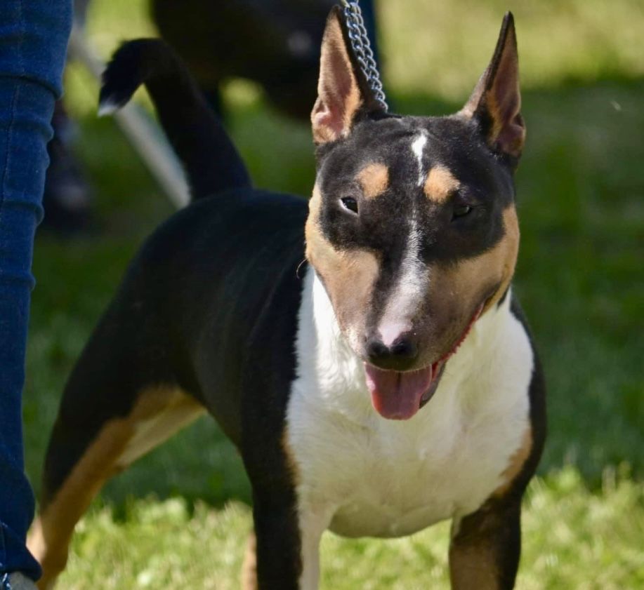 Bulterier Miniaturowy  Miniatur Bullterrier