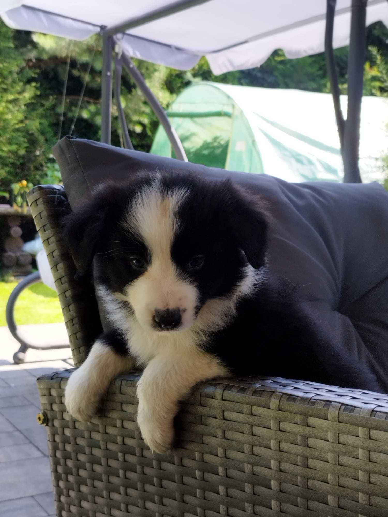 Border Collie - piękna i dostojna Carmen