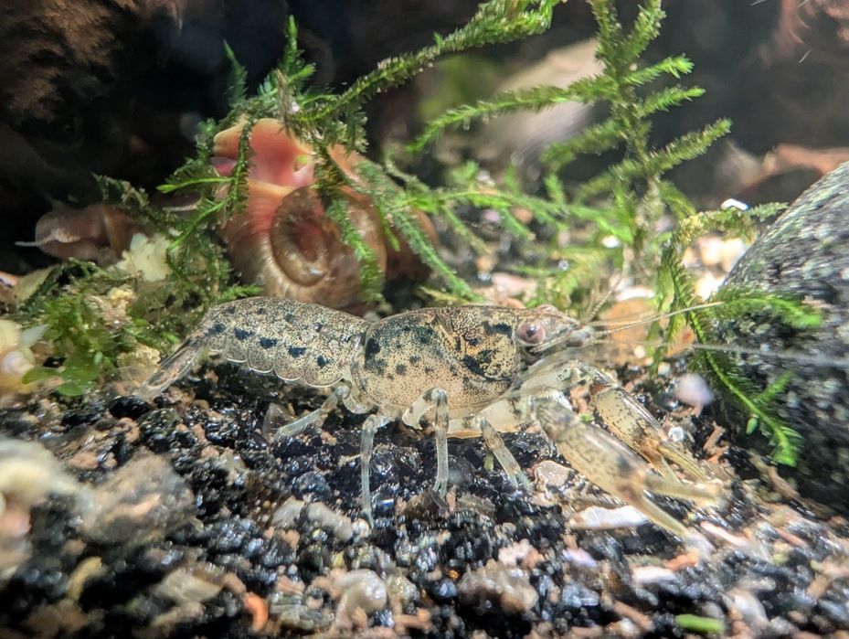 Cambatellus diminutus. Najmniejszy raczek akwariowy.