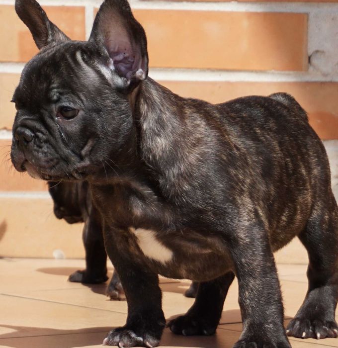 Buldog francuski