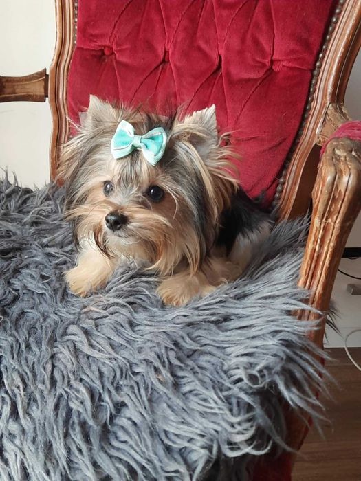 Yorkshire terrier chłopak 1.90 kg paszport