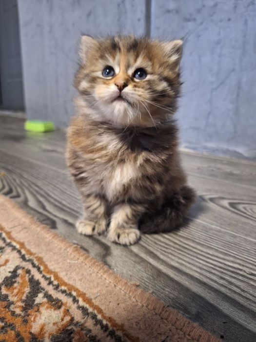 Отдадим в хорошие руки кошечку