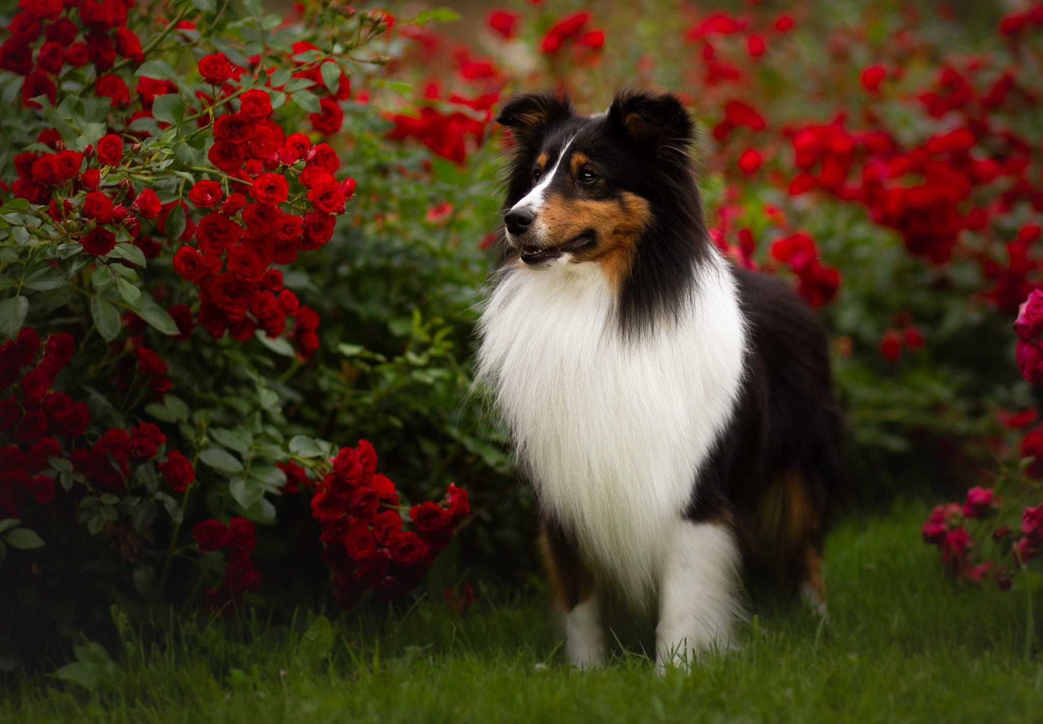 Owczarek szetlandzki, Sheltie, szczeniak, SUCZKA śniada FCI