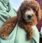 Śliczny samiec mini labradoodle f2