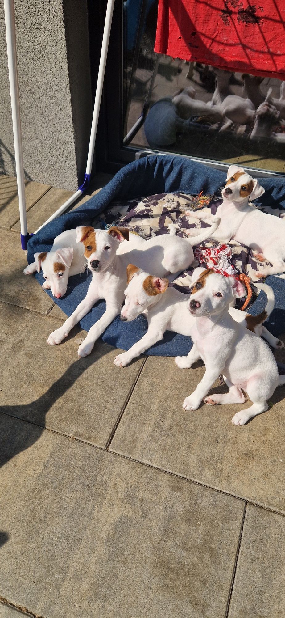 Jack Russell Terrier