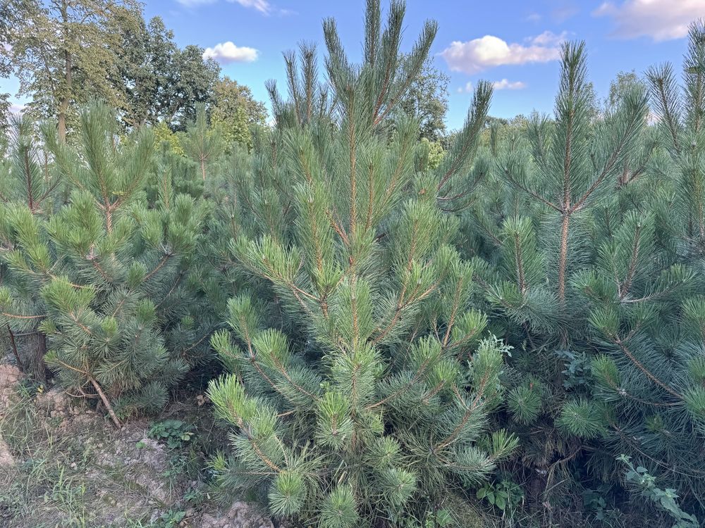 Sosna czarna 150cm-180cm