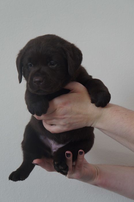 Labrador Retriever ZKwP/FCI- czekoladowa sunia