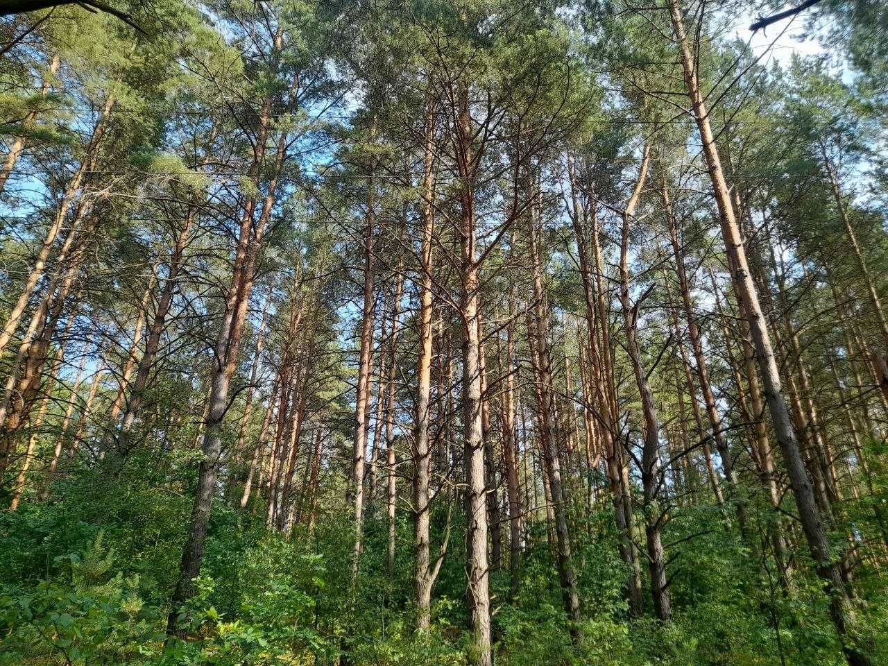 Ділянка для будинків під сдачу в оренду. Перша ділянка біля лісу