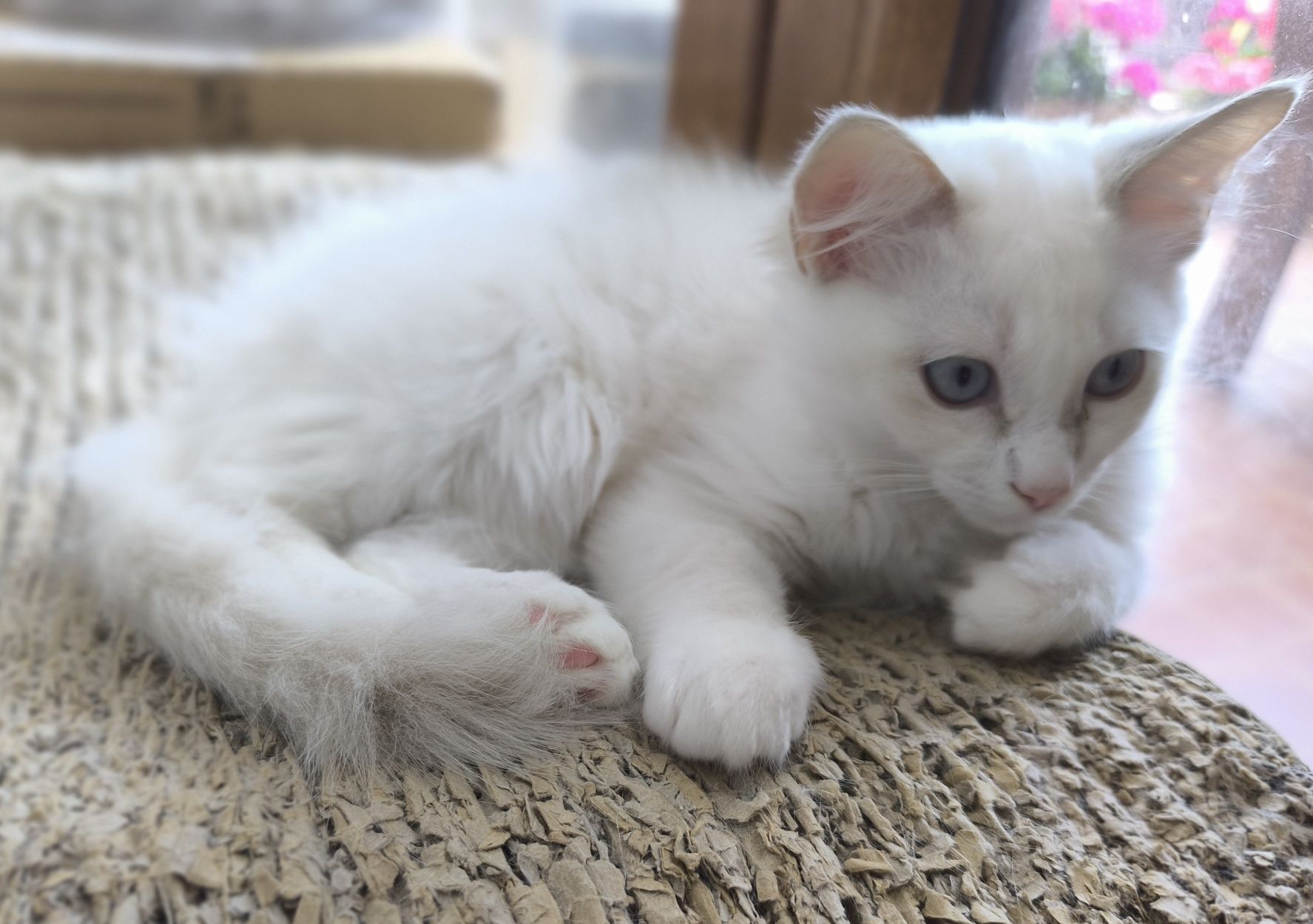 CUDOWNA kotka Ragdoll blue bicolour tabby po Supreme Champion