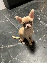 Chihuahua piękna biszkoptowa Sunia LOVE niebieskie oczy