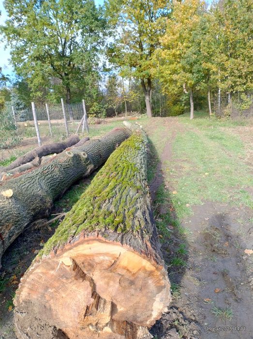 Sprzedam kłoda do dalszej obróbki.