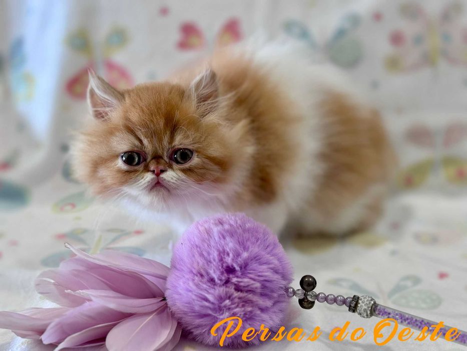 GATO PERSA Bicolor Vermelho pelo Longo