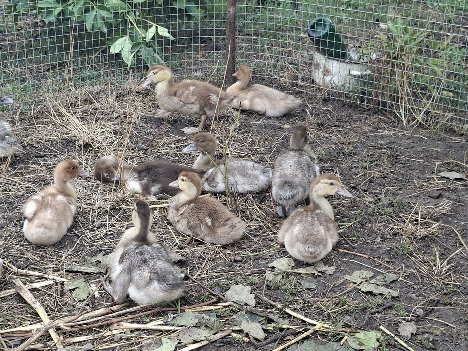 Мускусні качки, каченята.
