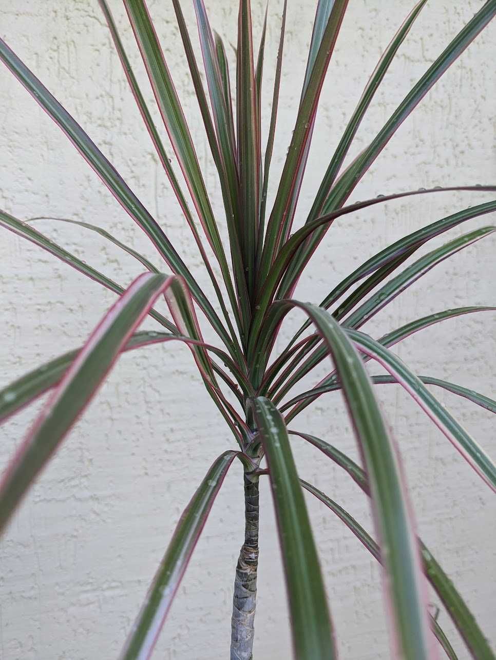 Комнатное растение, пальма - Драцена Маргината 47см