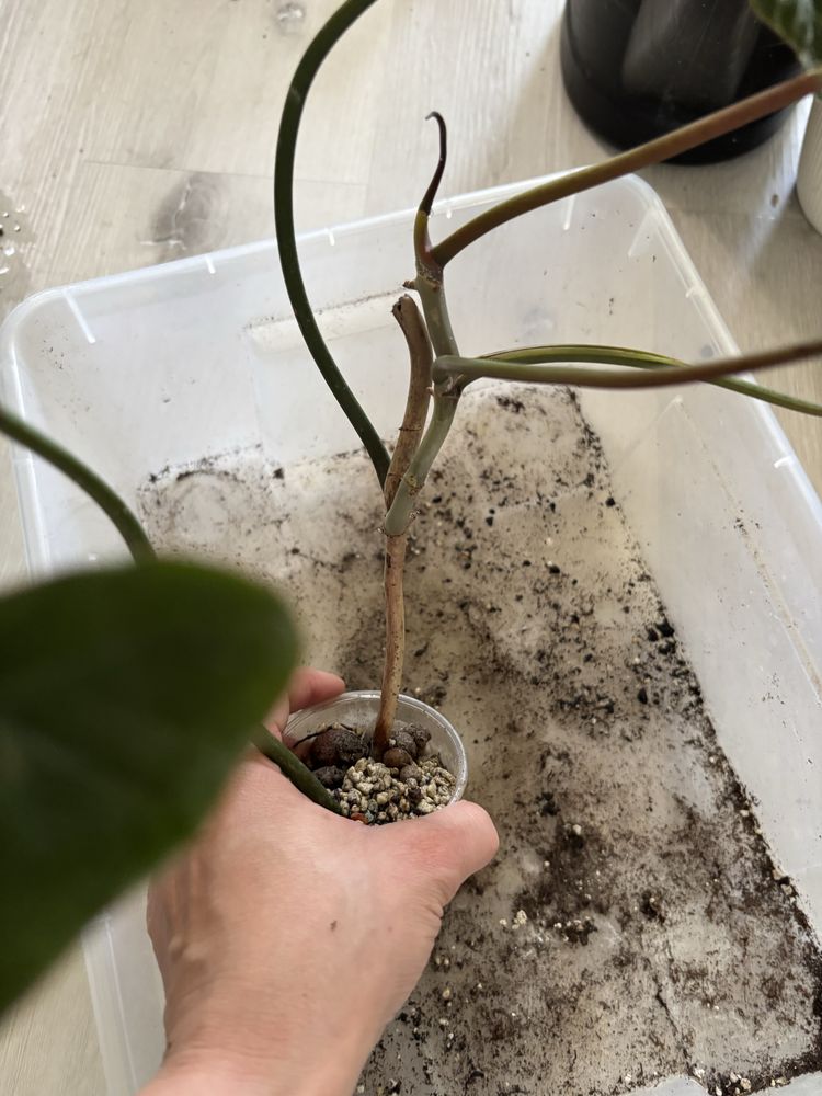 Philodendron billietiae x atabapoense filodendron