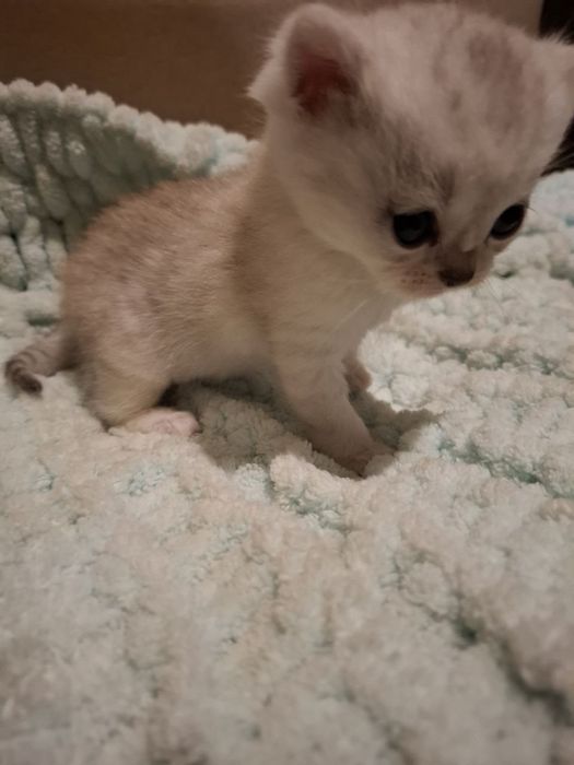 Чистокровная шотландска прямоуха,девочка