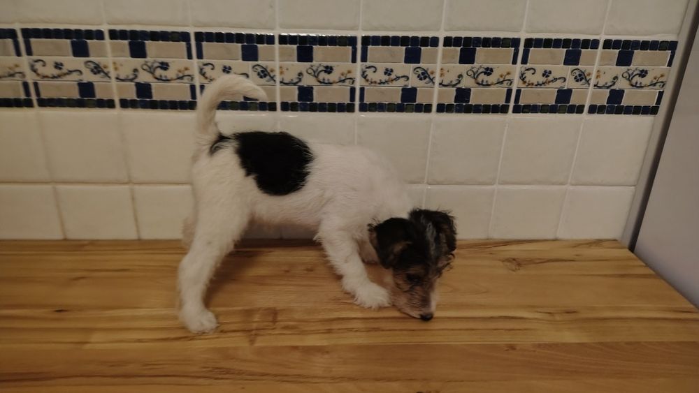 Foksterier szorstkowłosy FCI