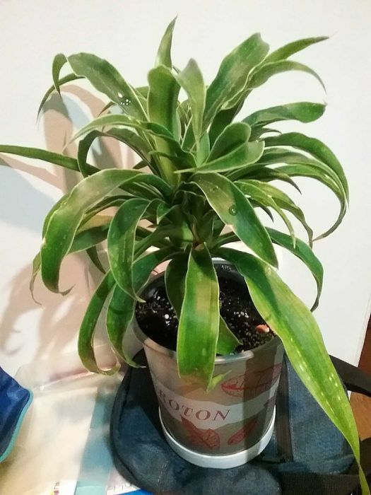 Юкка  домашняя пышный  цветочек.