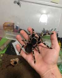 Тарантул самки Acanthoscurria geniculata паук птицеед новичкам