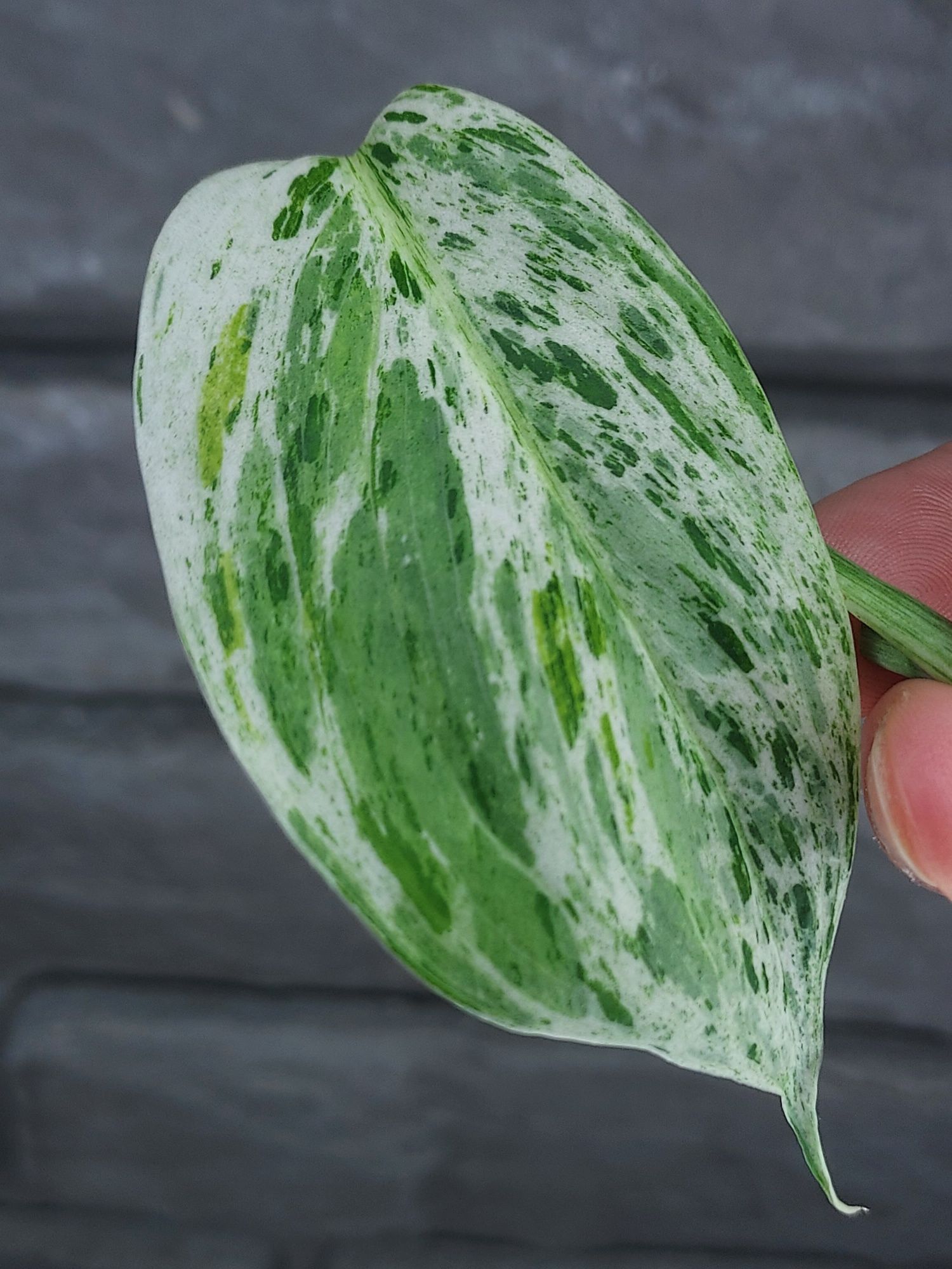 Scindapsus Blue Albo Variegata Indonesian Form #1