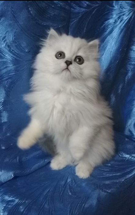 Серебристый белый пепельный шиншилла