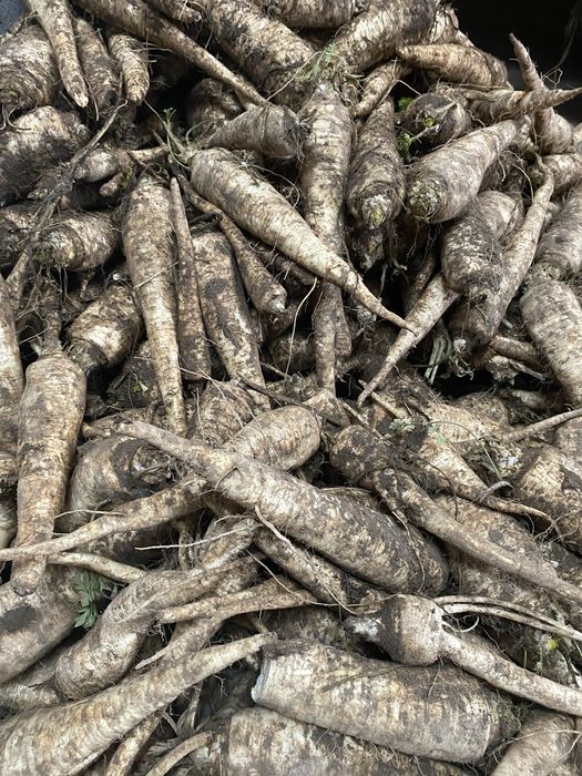 Marchew pietruszka czosnek buraki cukrowe owies