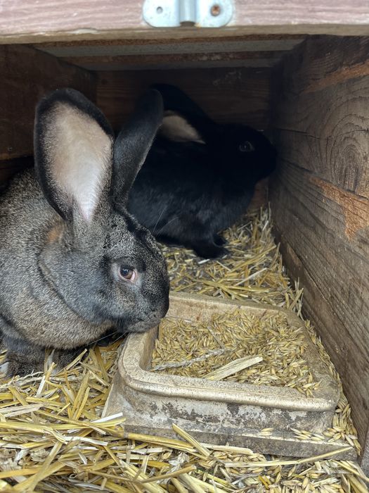 Młode króliki wiedeńskie