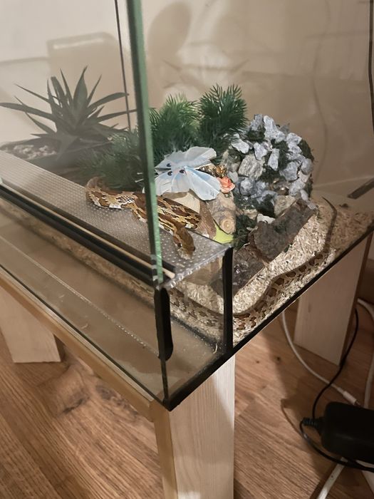 wąż zbożowy + wyprawka