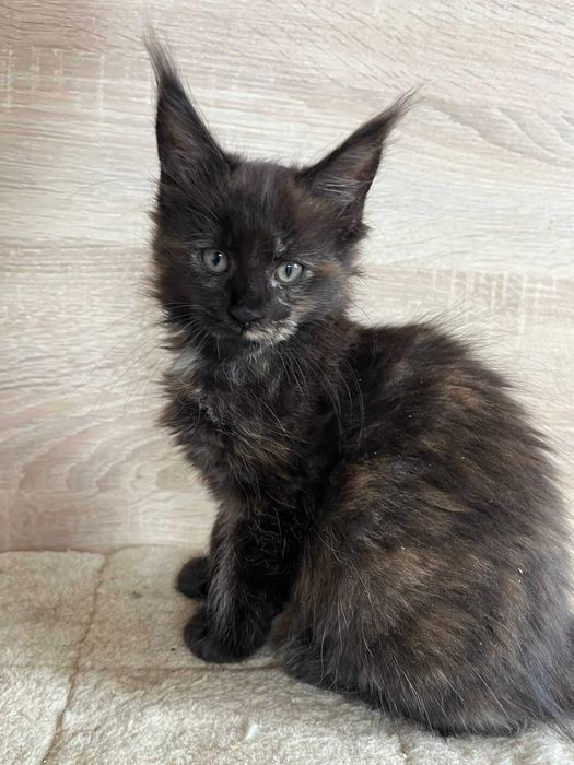 Kotka Maine coon f 09 linia shaded
