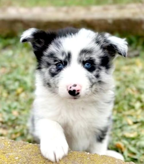 Border Collie lindíssimo