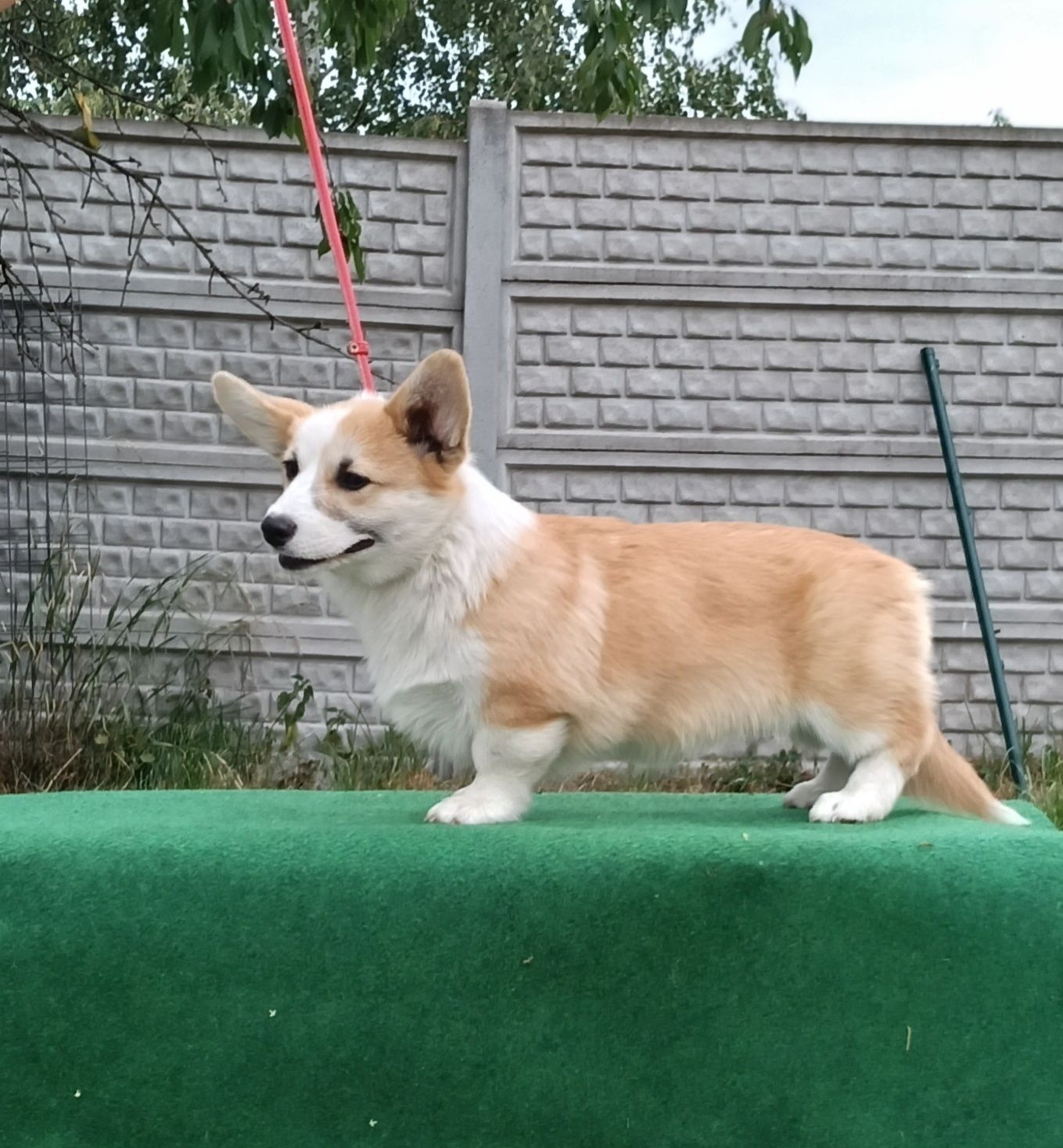 Kochany chłopiec corgi pembroke ZKwP FCI