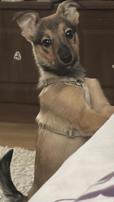 Віддам в хороші руки