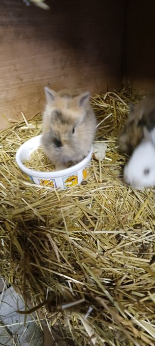 Króliczki miniaturowe .