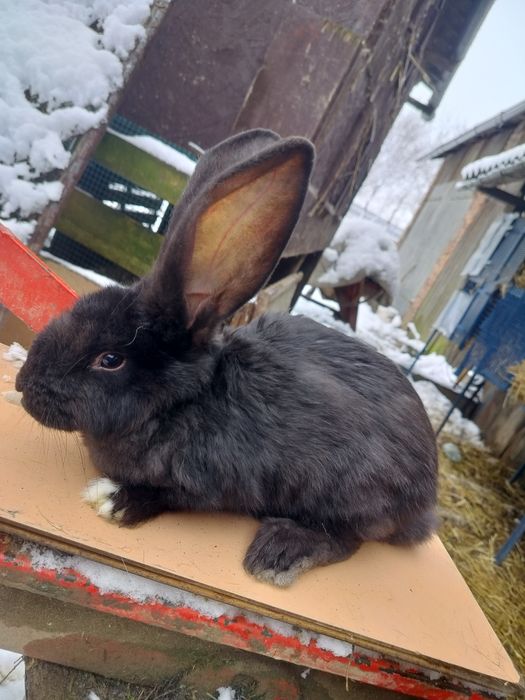 Witam sprzedam samicę Belgiska