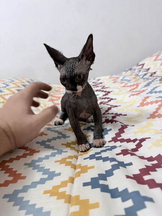 Sphynx macho pronto para entrega