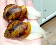 Ślimaki  afrykańskie, Archachatina marginata ovum acromelanic.