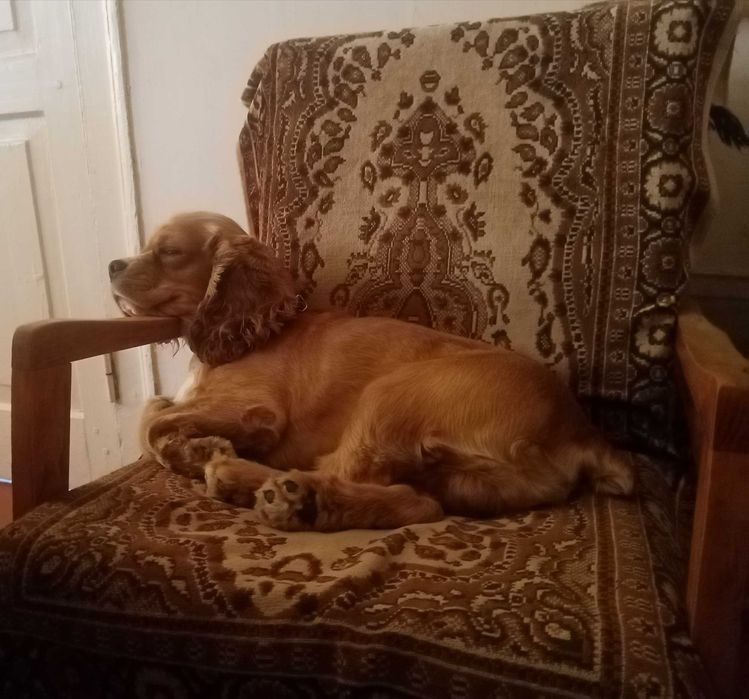 Американский кокер спаниель вязка