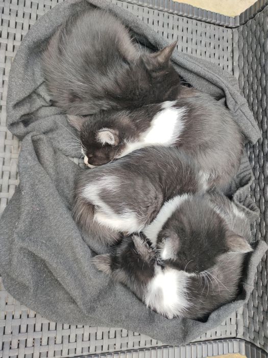 Кошенята, 1,5 місяця, викинуті просто на вулицю(