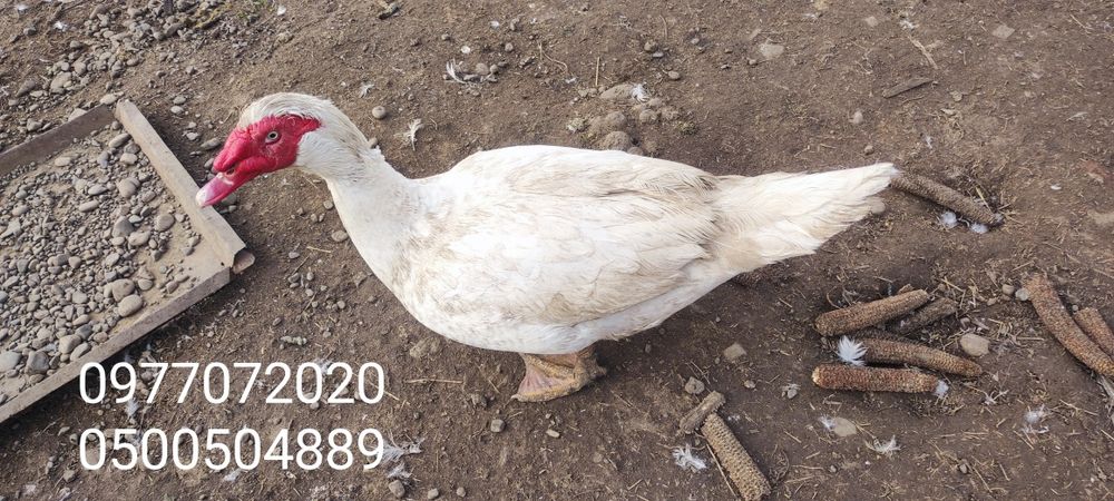 Продам качурів .