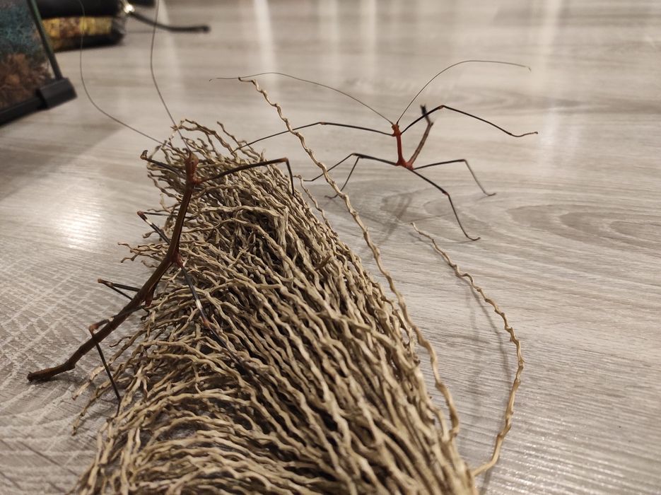 Patyczaki Lonchodiodes  sp. 'Ilocos' czerwone