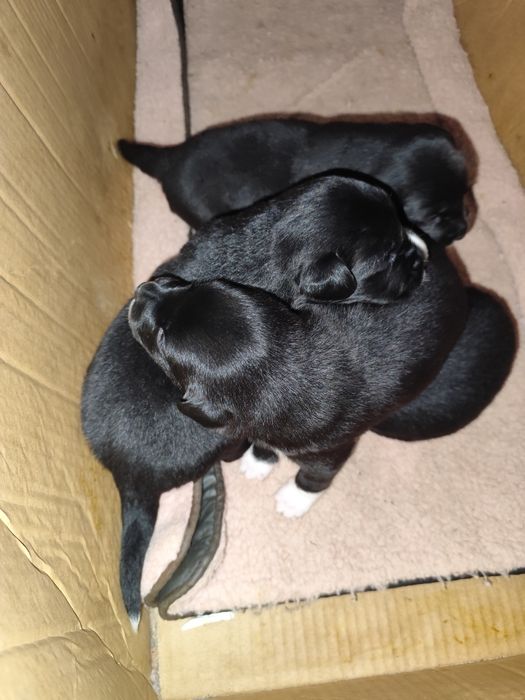 Oddam szczeniaki w dobre ręce – mix Border Collie i Labradora