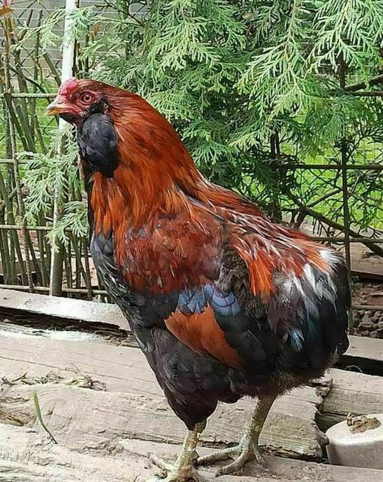 Araukany ekologiczne naturalne kury araucany pisklaki araucany kury ar
