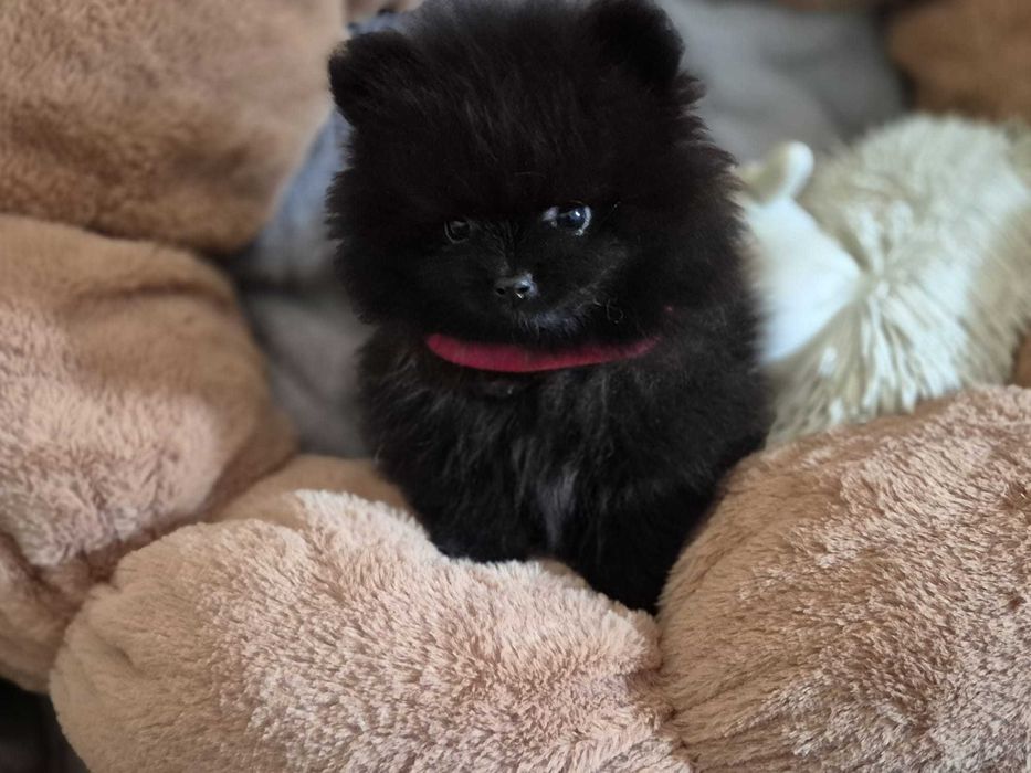 IDEALNY szpic miniaturowy FCI Czarny BIOSENSOR szkolenie SuperDog