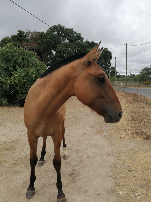 Poldra lusitana baia