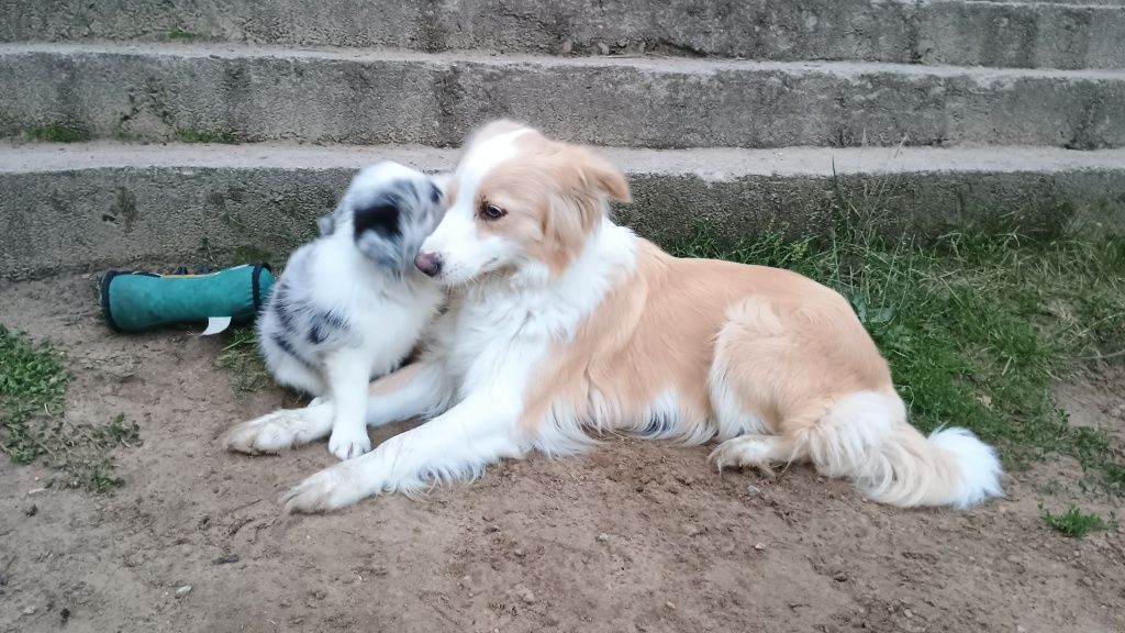 Samiec blue merle border collie metryka FCI