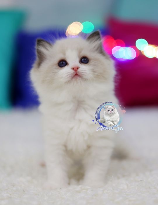 Śliczny chłopczyk Ragdoll, rodowód FPL