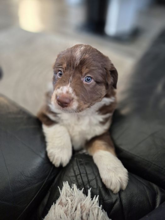 Szczeniaki border collie ZAREZERWOWANE
