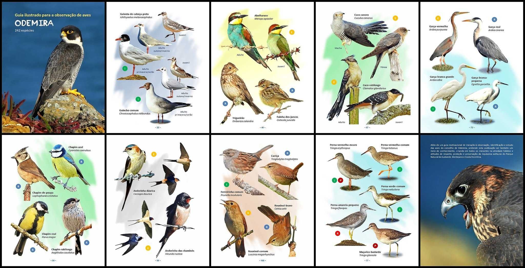 Guia de Aves do Concelho de Odemira